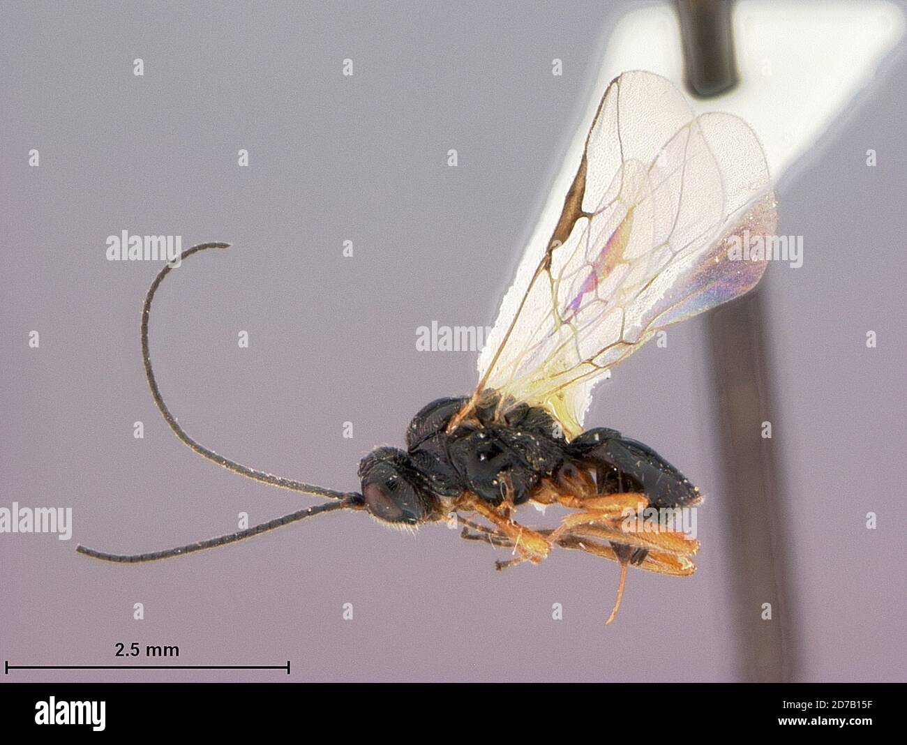 Ferme agronomique de l'Université du Wyoming, Laramie, Albany, Wyoming, États-Unis, Opius incertus Fischer, Animalia, Arthropoda, Insecta, Hyménoptères, Braconidae Banque D'Images