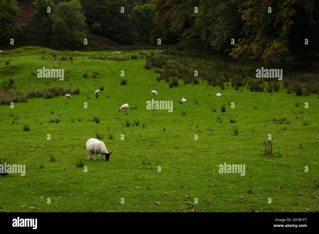 Un troupeau de moutons dans la campagne d'Argyll, en Écosse, au Royaume-Uni Banque D'Images