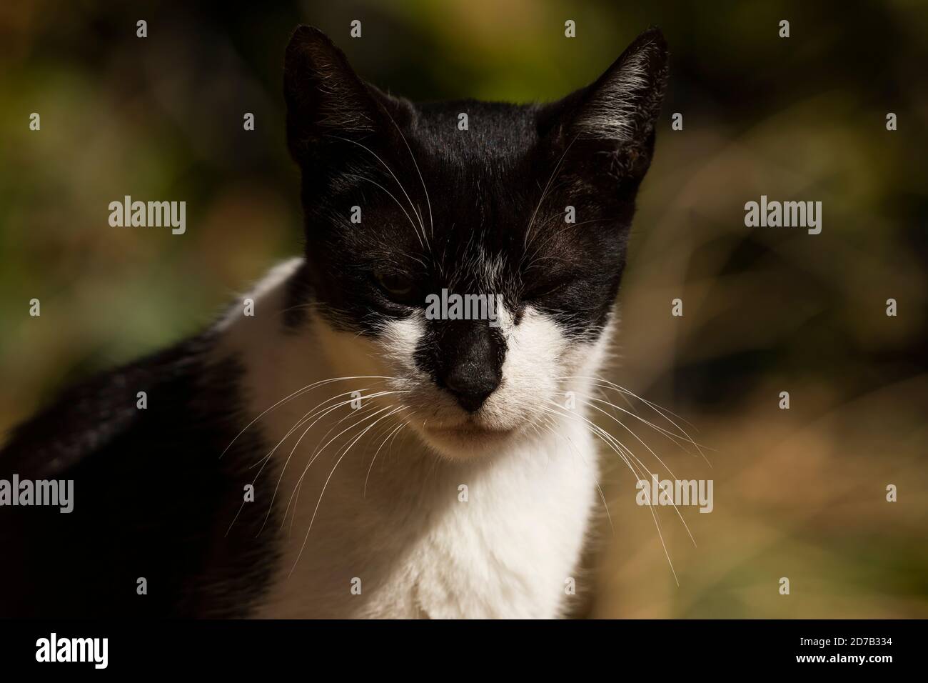 Un chat à pois noir et blanc repose sur une vieille fenêtre, se dorant paisieusement au soleil. Banque D'Images