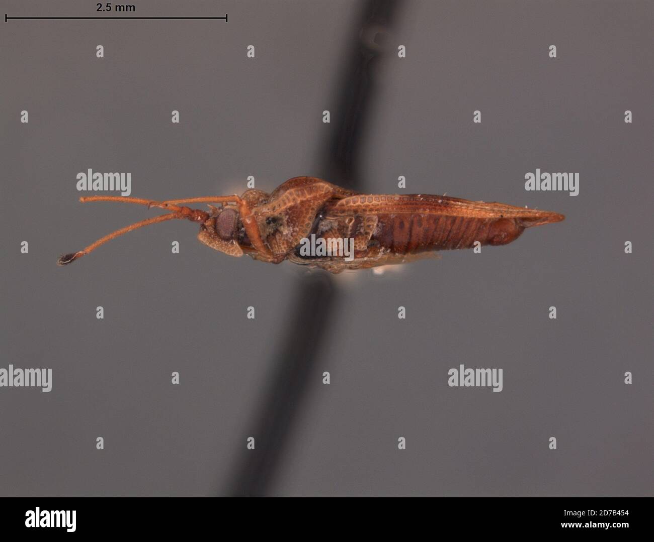 Australie, Tingis hurdae Drake, 1947, Animalia, Arthropoda, Insecta, Hemiptera, Heteroptera, Tinidae Banque D'Images