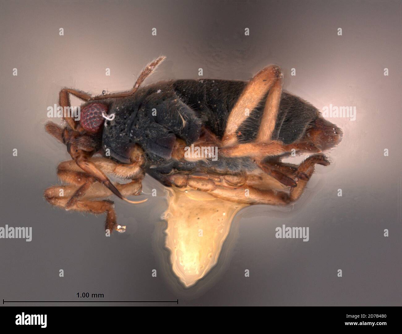 Tingo María, Huánuco, Pérou, Microvelia hambletoni Drake, 1951, Animalia, Arthropoda, Insecta, Hemiptera, Heteroptera, Veliidae Banque D'Images