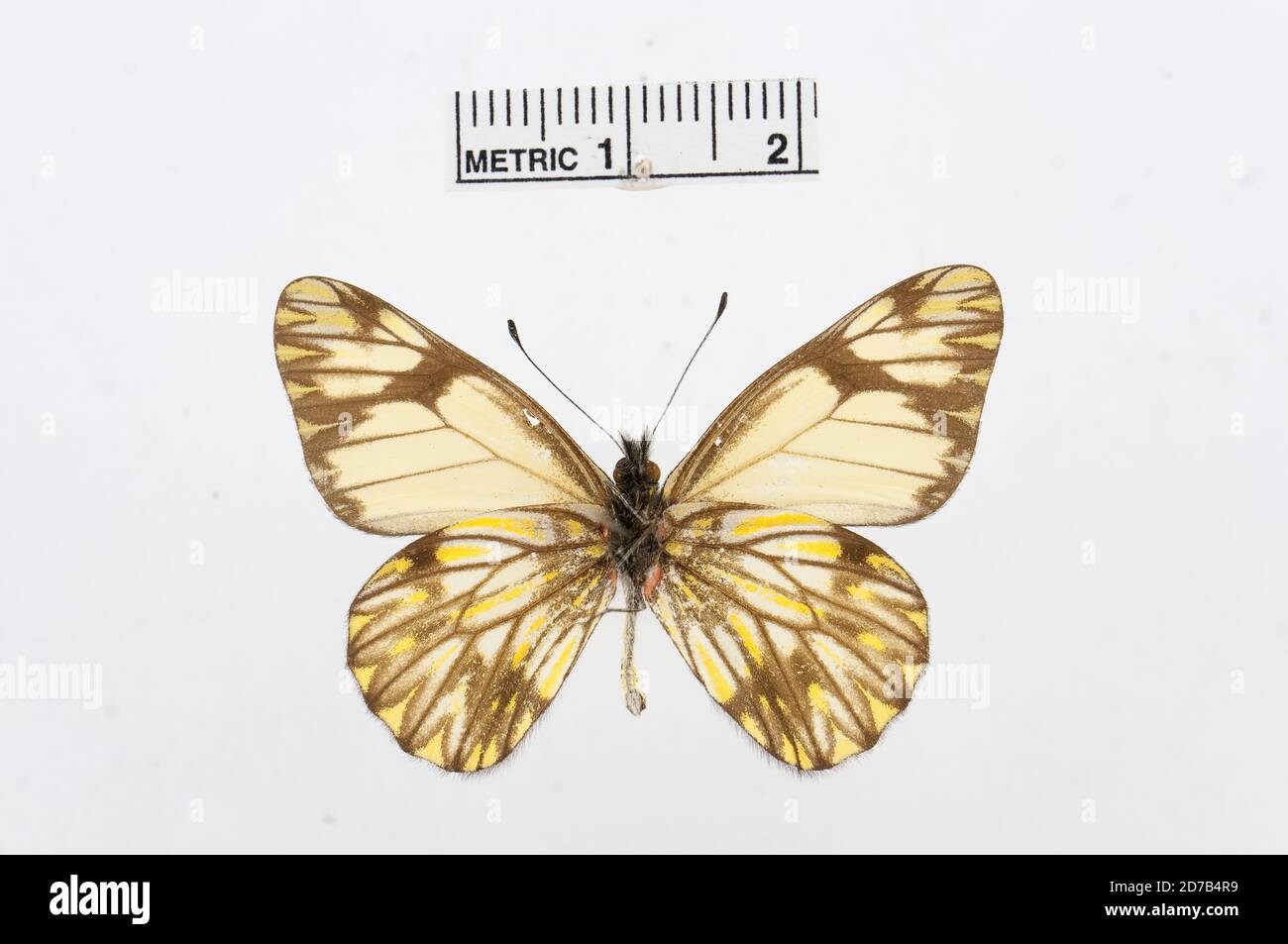 Catasticta piris, Animalia, Arthropoda, Hexapoda, Insecta, Lepidoptera, Pieridae, Pierinae Banque D'Images