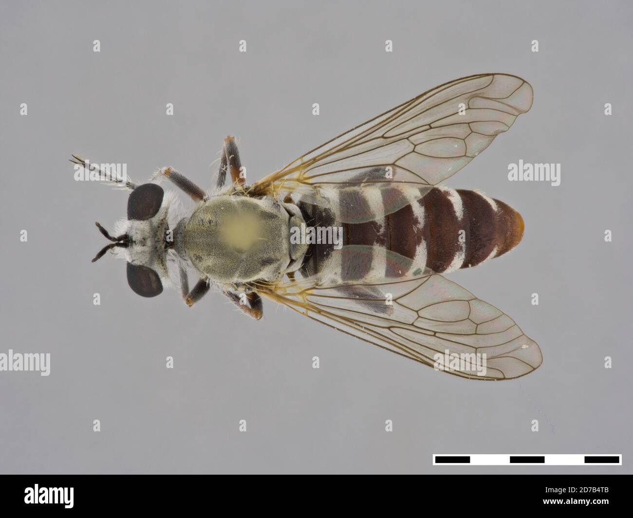 Pinklé, Palo Verde, 10 kilomètres au sud, Riverside, Californie, États-Unis, Laphystia limatula Coquillett, 1904, Animalia, Arthropoda, Insecta, Diptera, Asilidae, Laphriinae Banque D'Images