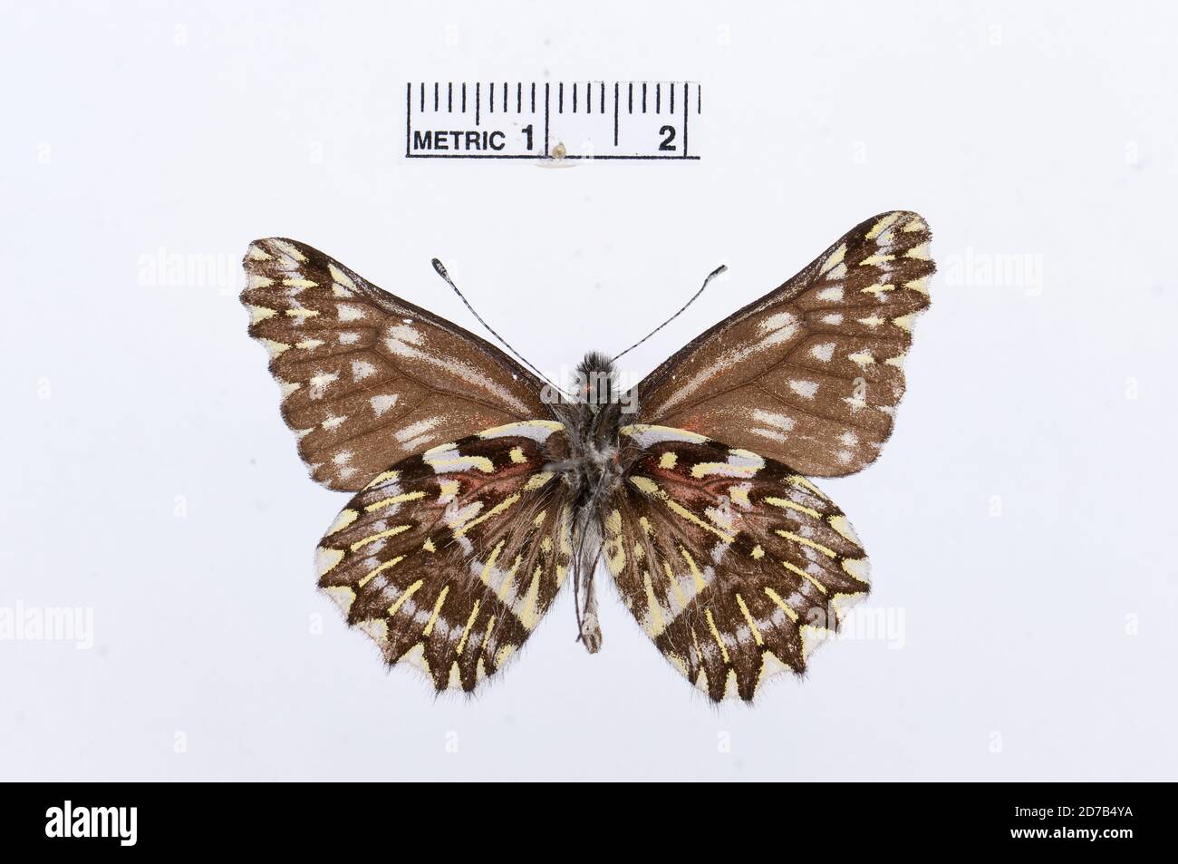 Catasticta vulnerata, Animalia, Arthropoda, Hexapoda, Insecta, Lepidoptera, Pieridae, Pierinae Banque D'Images