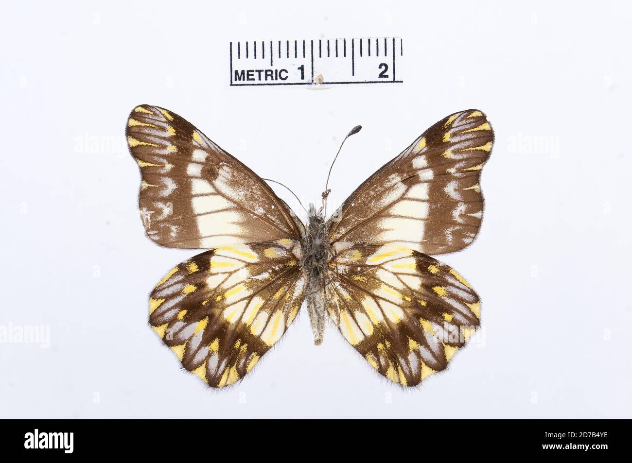 Punaisé, Catasticta susiana, Animalia, Arthropoda, Hexapoda, Insecta, Lepidoptera, Pieridae, Pierinae Banque D'Images
