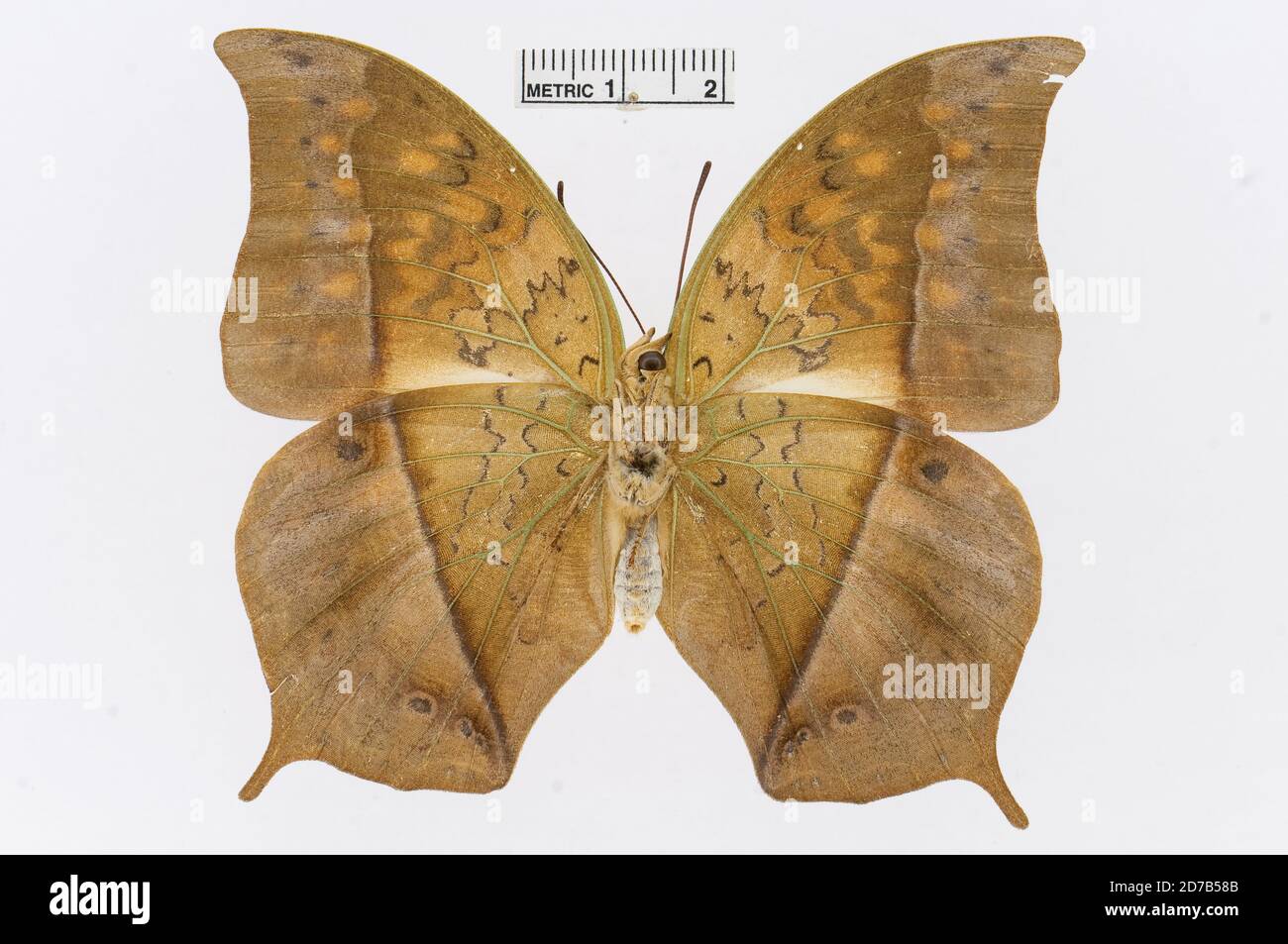 Punaisé, Charax acuminatus Thurau, 1903, Animalia, Arthropoda, Insecta, Lepidoptera, Nymphalidae, Charaxinae Banque D'Images