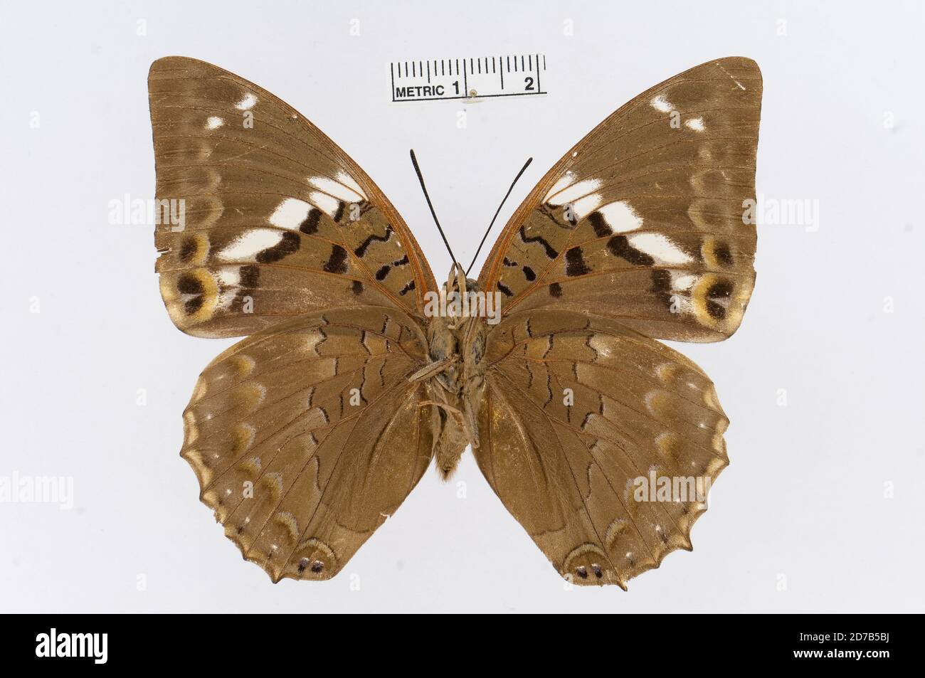Broché, Charax bipunctatus Rothschild, 1894, Animalia, Arthropoda, Insecta, Lepidoptera, Nymphalidae, Charaxinae Banque D'Images