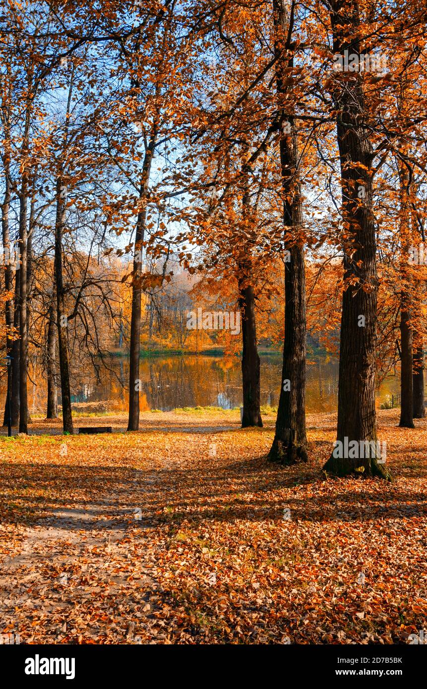 Scène d'automne ensoleillée avec terre couverte de feuilles orange et rouge dans un parc vide. Banque D'Images