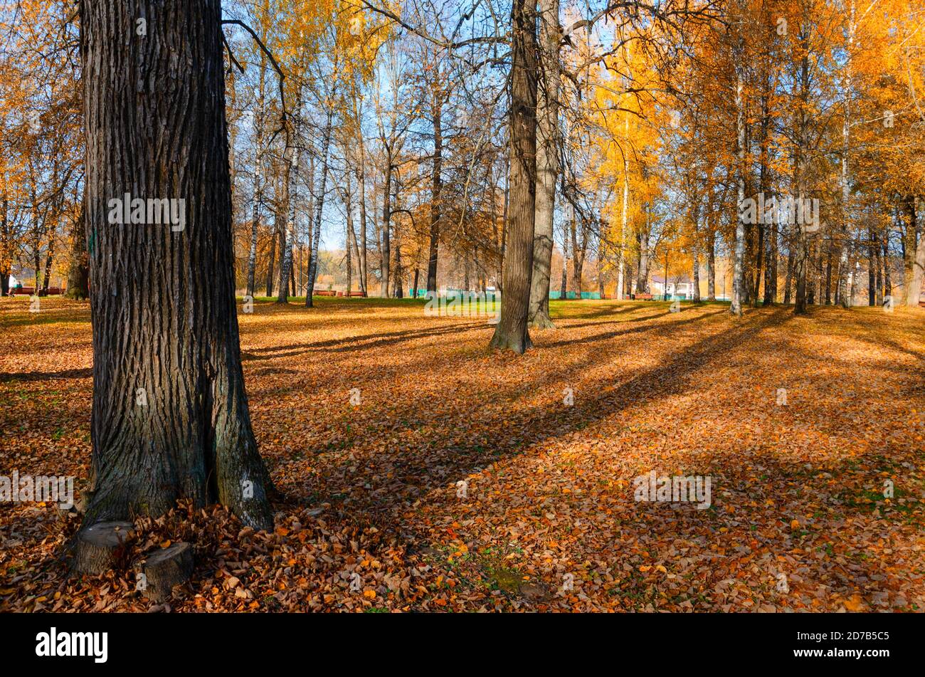 Scène d'automne ensoleillée avec terre couverte de feuilles orange et rouge dans un parc vide. Banque D'Images