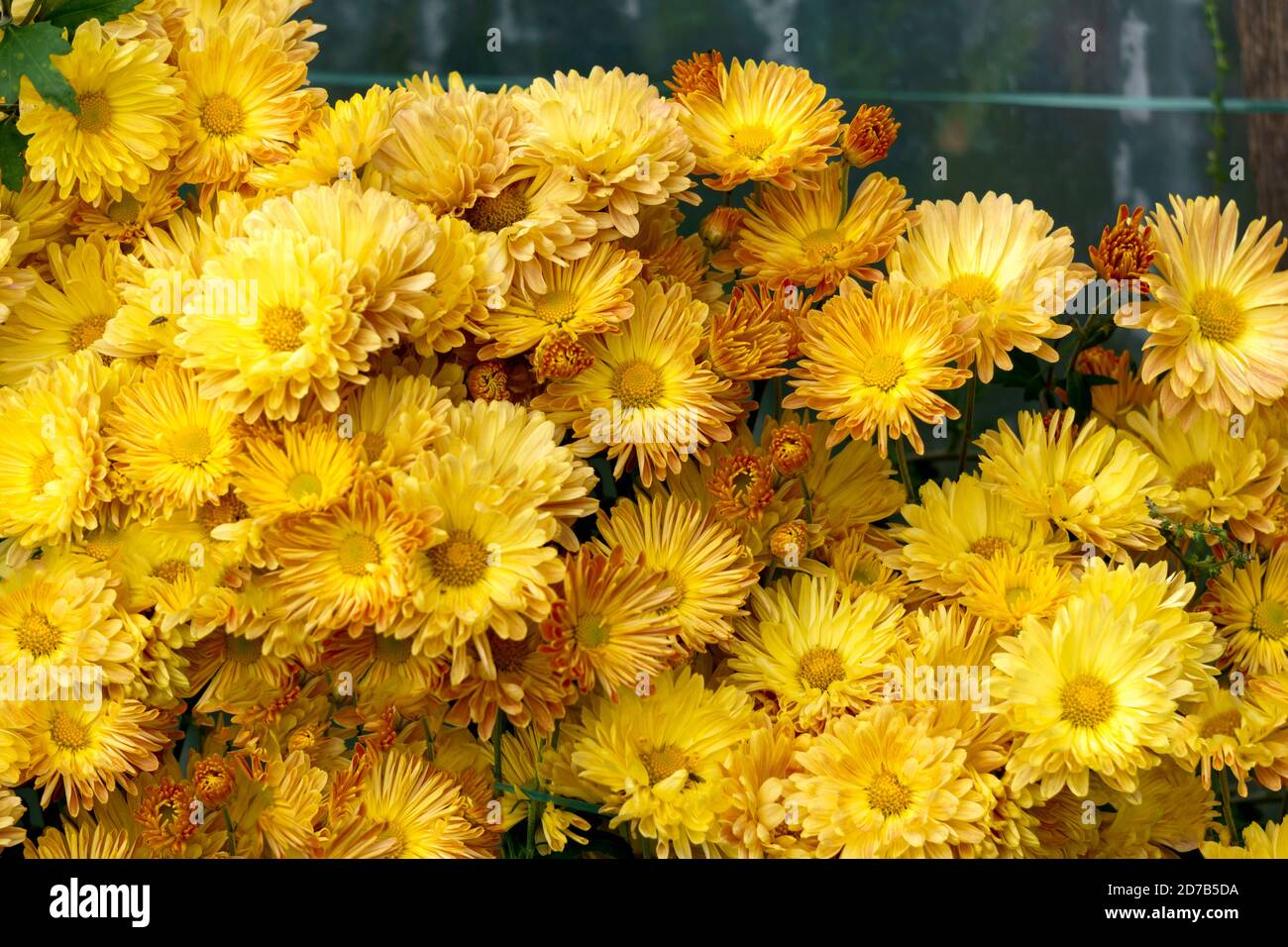 Chrysanthèmes jaune-orange dans le jardin à la fin de l'automne. Banque D'Images