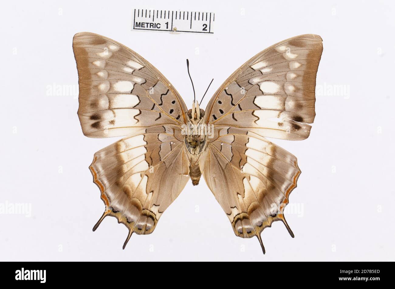 Épinglé, Charax éthocles (Cramer, 1777), Animalia, Arthropoda, Insecta, Lepidoptera, Nymphalidae, Charaxinae Banque D'Images