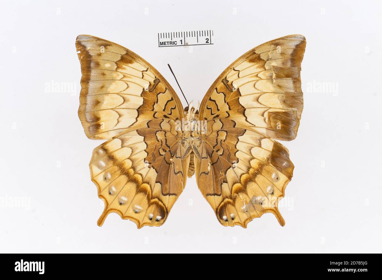 Punaisé, Charax psaphon Westwood, 1847, Animalia, Arthropoda, Insecta, Lepidoptera, Nymphalidae, Charaxinae Banque D'Images