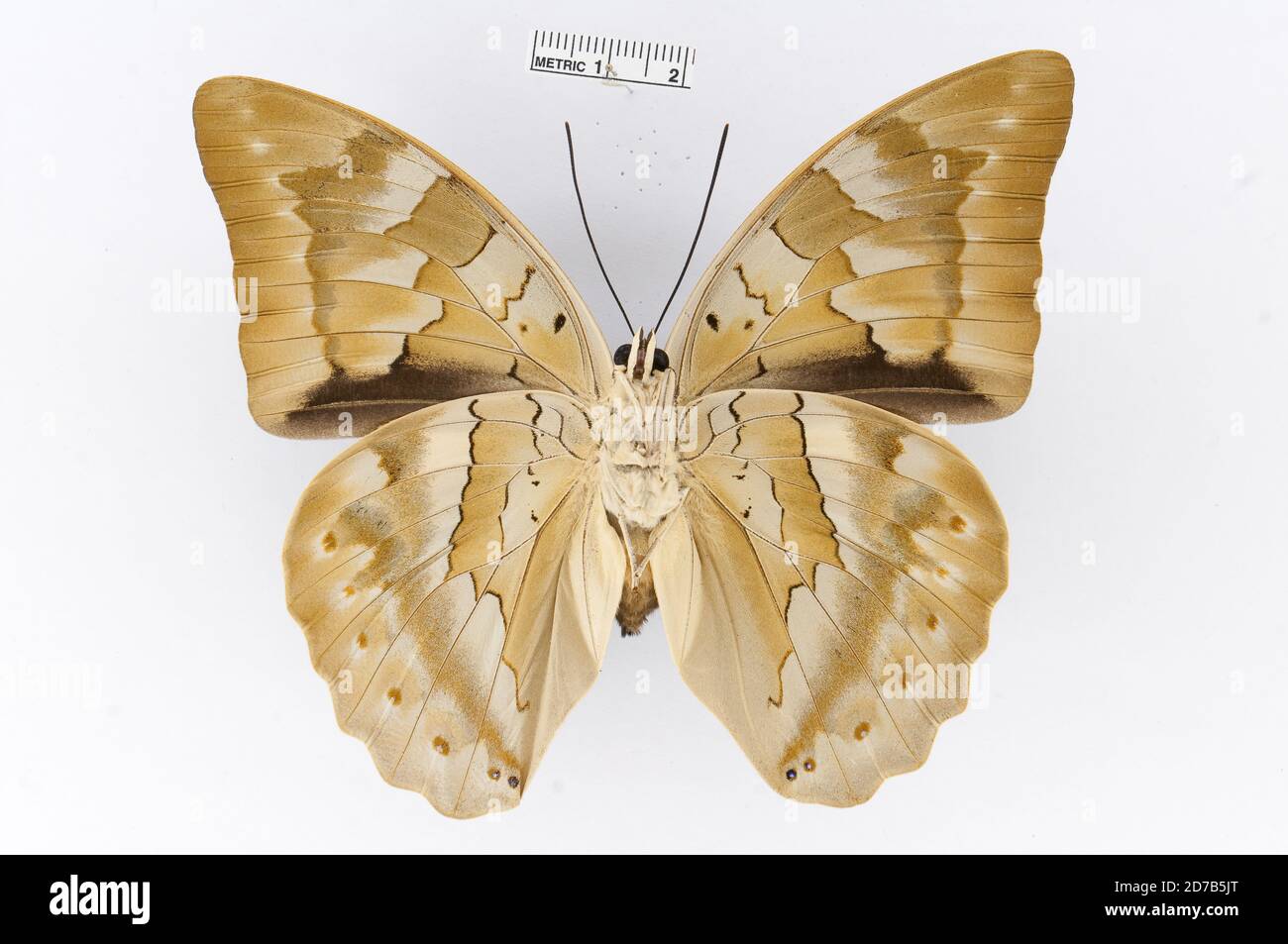Broché, Archaeoprepona camilla (Godman & Salvin, 1884), Animalia, Arthropoda, Insecta, Lepidoptera, Nymphalidae, Charaxinae Banque D'Images