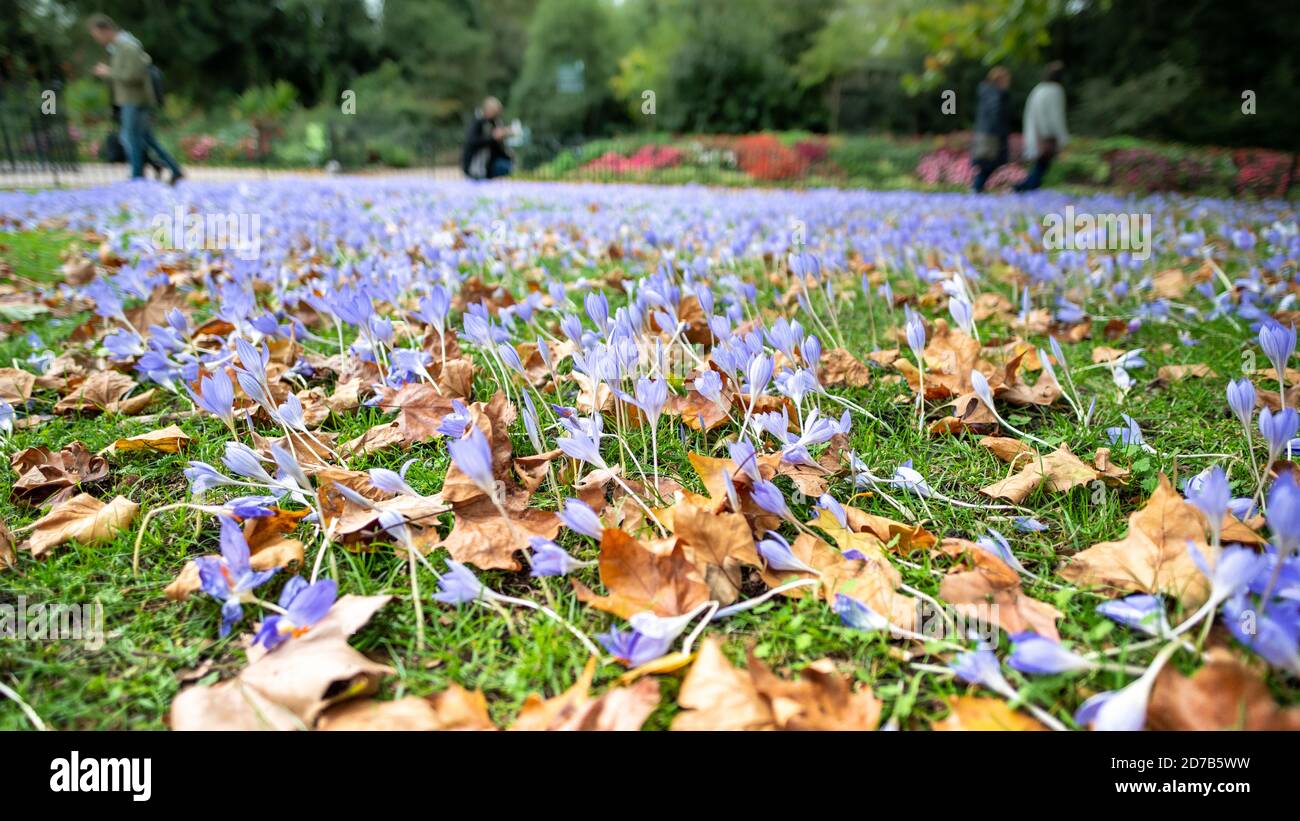 Des cloches et des feuilles d'automne brunes sur la pelouse du parc avec arrière-plan flou Banque D'Images