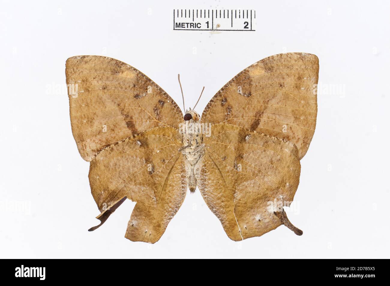 Épinglé, Memphis phantes (Hopffer, 1874), Animalia, Arthropoda, Insecta, Lepidoptera, Nymphalidae, Charaxinae Banque D'Images