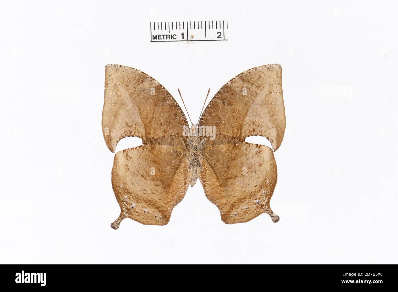 Broché, Memphis oenomais (Boisduval, 1870), Animalia, Arthropoda, Insecta, Lepidoptera, Nymphalidae, Charaxinae Banque D'Images