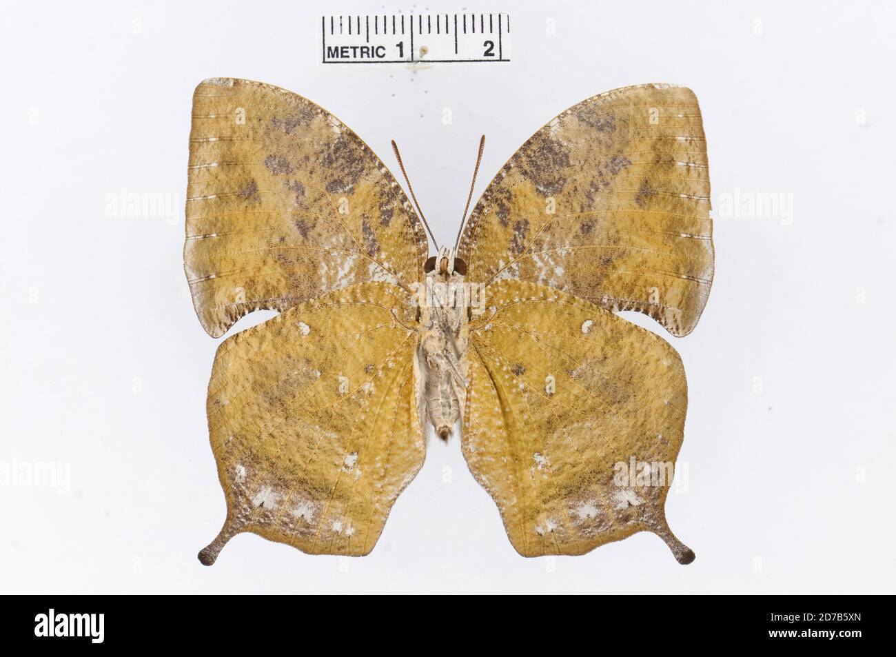 Broché, Memphis grandis (Druce, 1877), Animalia, Arthropoda, Insecta, Lepidoptera, Nymphalidae, Charaxinae Banque D'Images