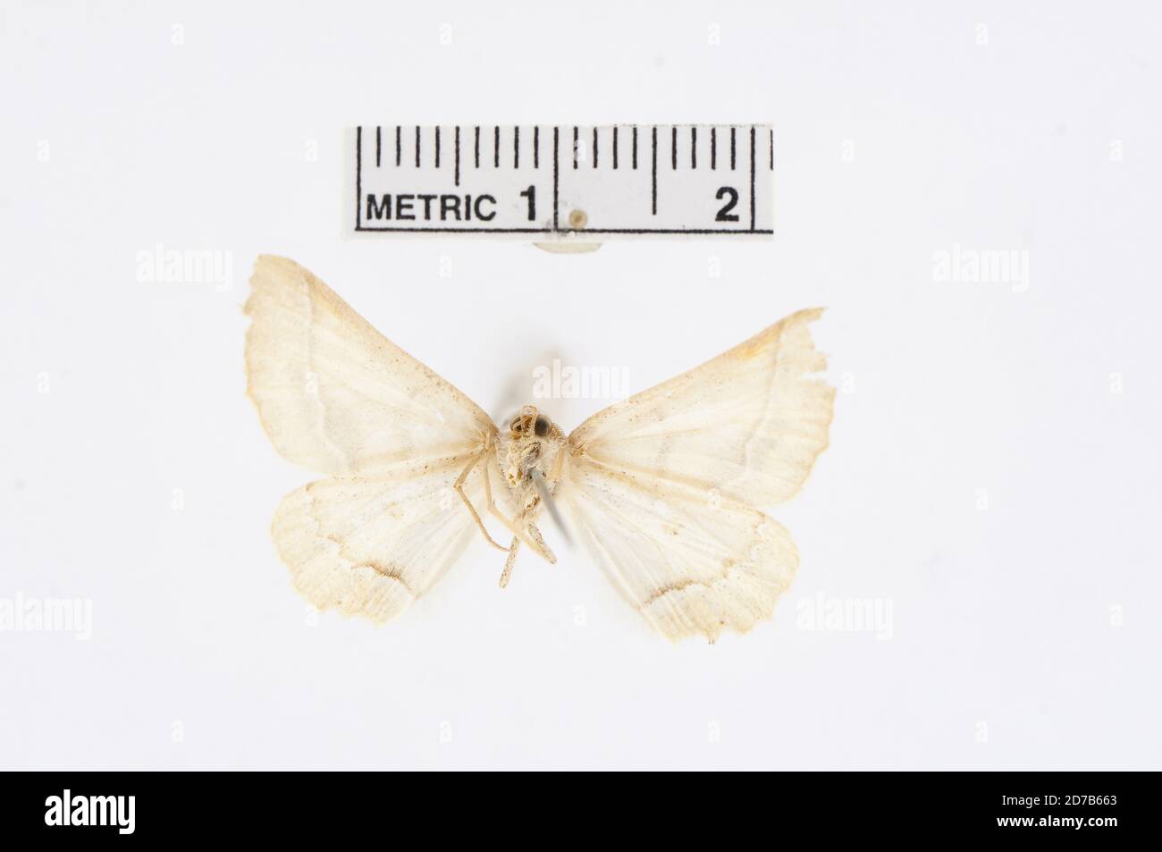 Pink, Mesilla Park, Dona Ana, Nouveau-Mexique, États-Unis, Stenaspilates albidula Hulst, 1900, Animalia, Arthropoda, Insecta, Lepidoptera, Geometridae, Ennominae Banque D'Images