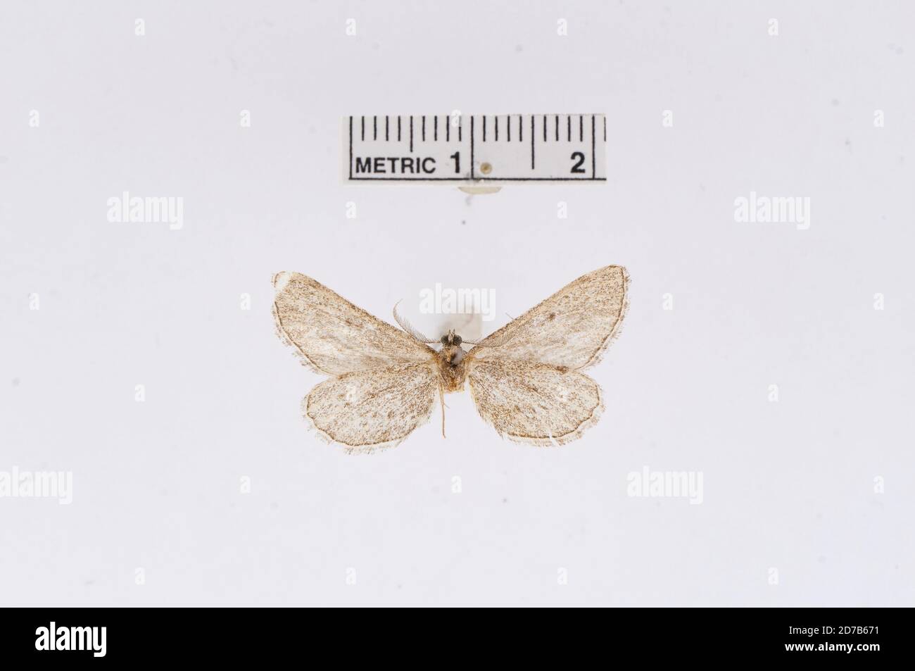 Mohas, Arizona, États-Unis, Hulstina aridata Barnes & Benjamin, 1929, Animalia, Arthropoda, Insecta, Lepidoptera, Geometridae, Ennominae Banque D'Images