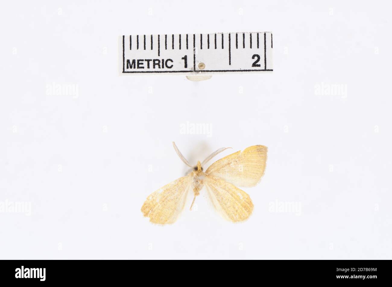Bastrop, Texas, États-Unis, Chlorasilates bicoraria Packard, 1876, Animalia, Arthropoda, Insecta, Lepidoptera, Geometridae, Ennominae Banque D'Images