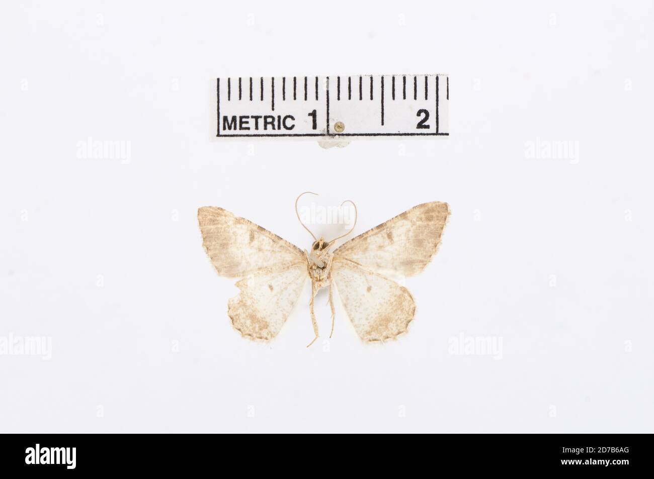 Pinkle, Arizona, États-Unis, Semiothisa colorata Grote, 1883, Animalia, Arthropoda, Insecta, Lepidoptera, Geometridae, Ennominae Banque D'Images
