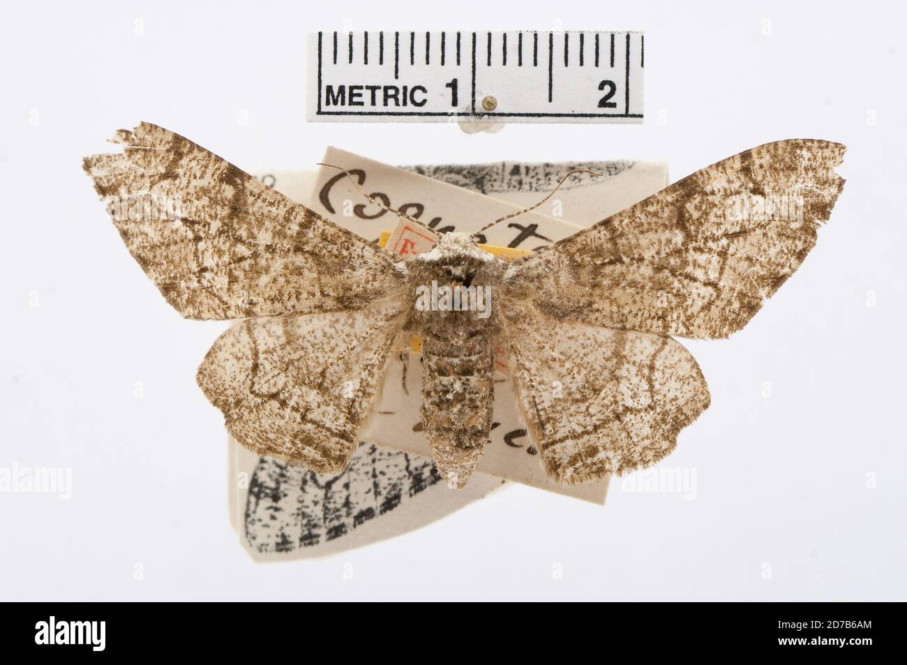 Épinglé, amer. Bor., Amphydasis [sic] cognataria Guenee, 1858, Animalia, Arthropoda, Insecta, Lepidoptera, Geometridae, Ennominae Banque D'Images