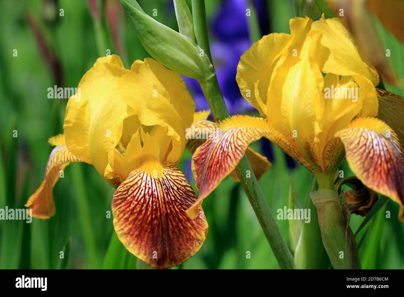 Gros plan d'iris allemand jaune (Iris x germanica) dans un jardin de la Nouvelle-Angleterre au printemps Banque D'Images