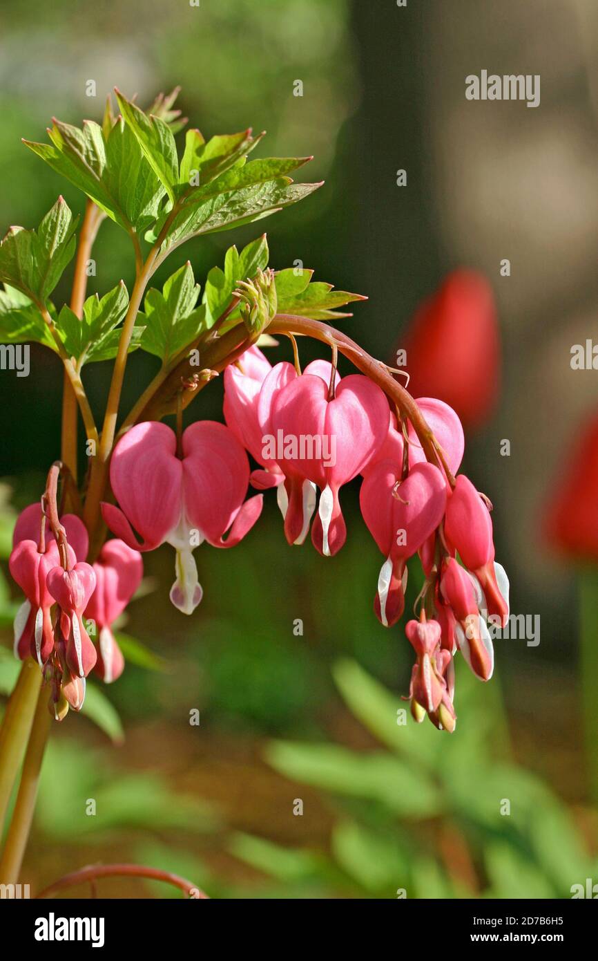 Saignement du cœur (Dicentra spectabilis) Fleurs vivaces dans un jardin de la Nouvelle-Angleterre au printemps Banque D'Images
