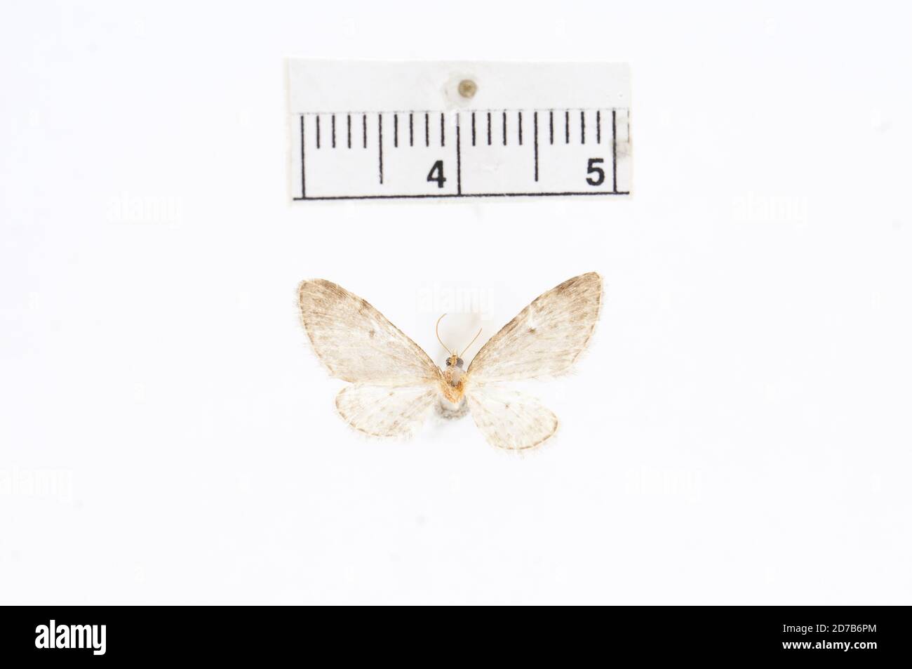 Pinkle, Vancouver (Colombie-Britannique), Canada, Eupithia harveyata Taylor, 1906, Animalia, Arthropoda, Insecta, Lepidoptera, Geometridae, Larentiinae Banque D'Images