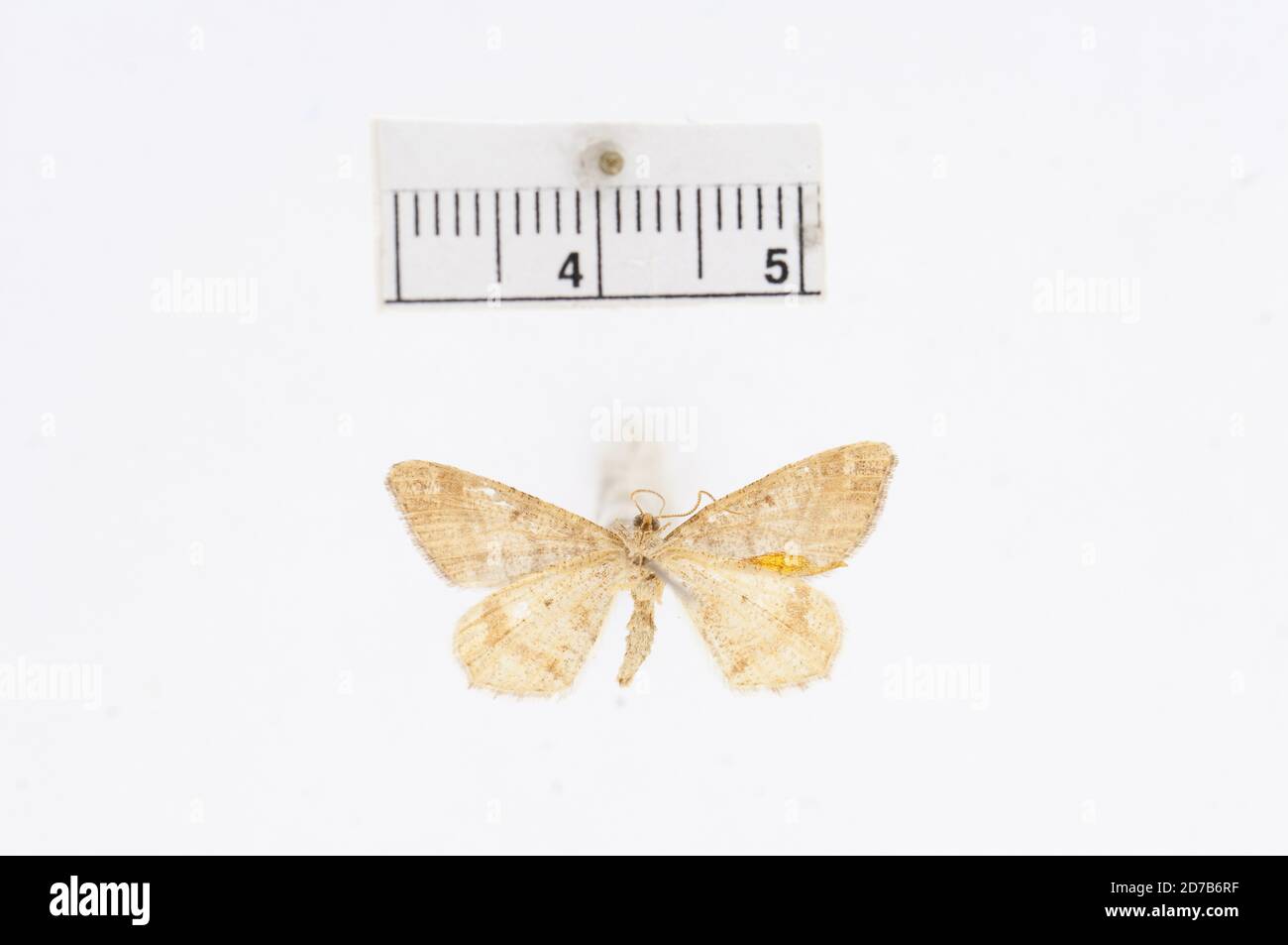 Pinkle, Kaslo (Colombie-Britannique), Canada, Macaria incolorata Dyar, 1904, Animalia, Arthropoda, Insecta, Lepidoptera, Geometridae, Ennominae Banque D'Images