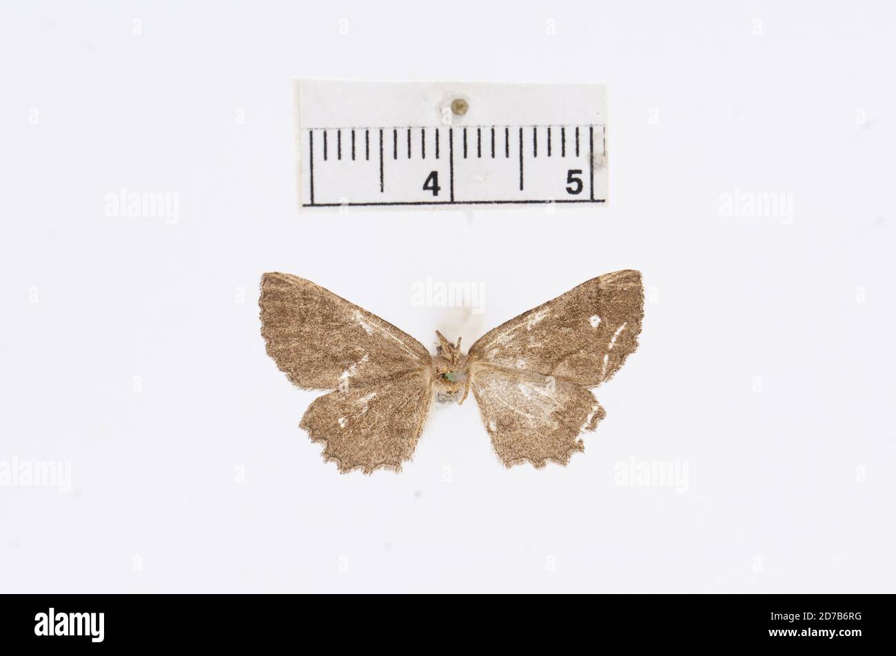 Pinklé, Oregon, États-Unis, Selidosema homopteroides Hulst, 1900, Animalia, Arthropoda, Insecta, Lepidoptera, Geometridae, Ennominae Banque D'Images