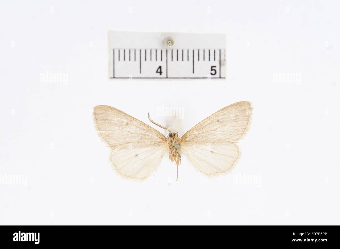 Pinkle, Arizona, États-Unis, Tornos incopriarius Hulst, 1887, Animalia, Arthropoda, Insecta, Lepidoptera, Geometridae, Ennominae Banque D'Images