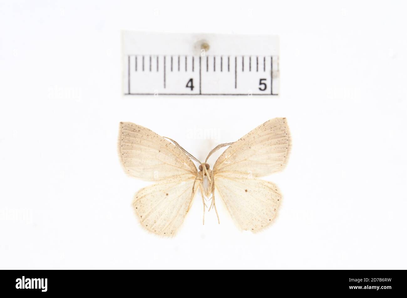 Pink, placer, Californie, États-Unis, Deilinia indurata Dyar, 1908, Animalia, Arthropoda, Insecta, Lepidoptera, Geometridae, Ennominae Banque D'Images