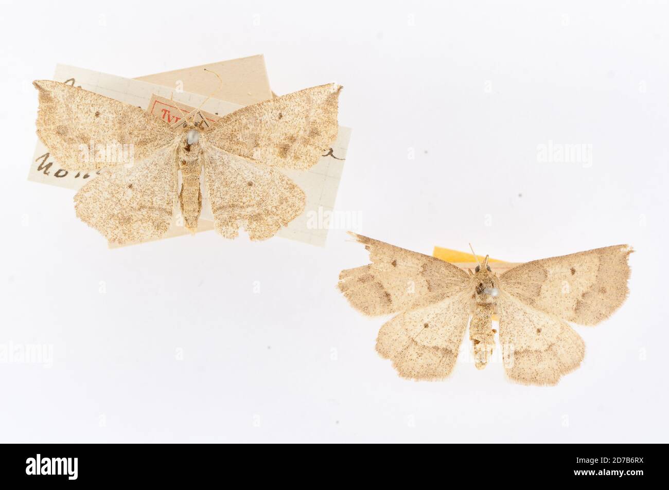 Épinglé, amer. Bor., Numeria hamaria Guenee, 1858, Animalia, Arthropoda, Insecta, Lepidoptera, Geometridae, Ennominae Banque D'Images