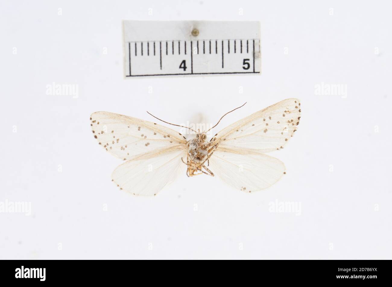 Pink, Arizona, États-Unis, Eucaterva variaria labesaria Grote, 1882, Animalia, Arthropoda, Insecta, Lepidoptera, Geometridae, Ennominae Banque D'Images