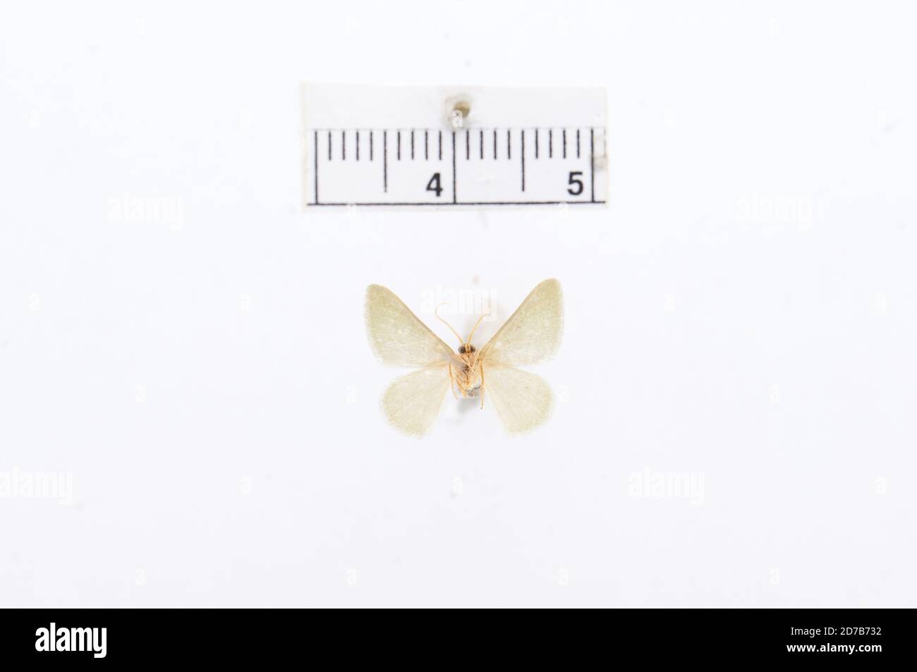 Pink, Sierra Blanca, Texas, États-Unis, Xerochlora mésotheides Ferguson, 1969, Animalia, Arthropoda, Insecta, Lepidoptera, Geometridae, Geometrinae Banque D'Images