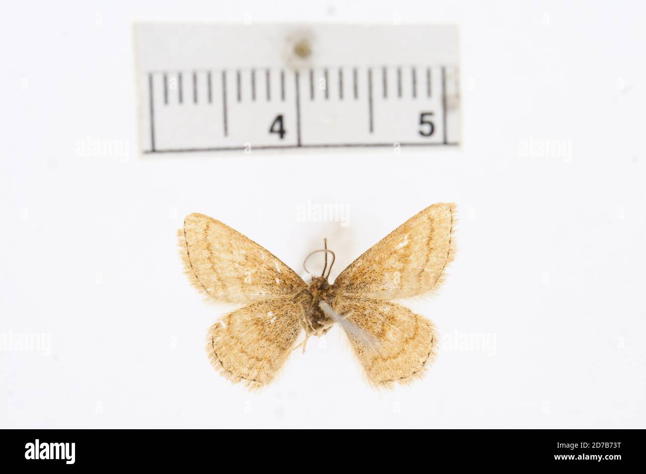 Pinklé, Grand Lake, Terre-Neuve-et-Labrador, Canada, Sciagraphia oweni Swett, 1907, Animalia, Arthropoda, Insecta, Lepidoptera, Geometridae, Ennominae Banque D'Images