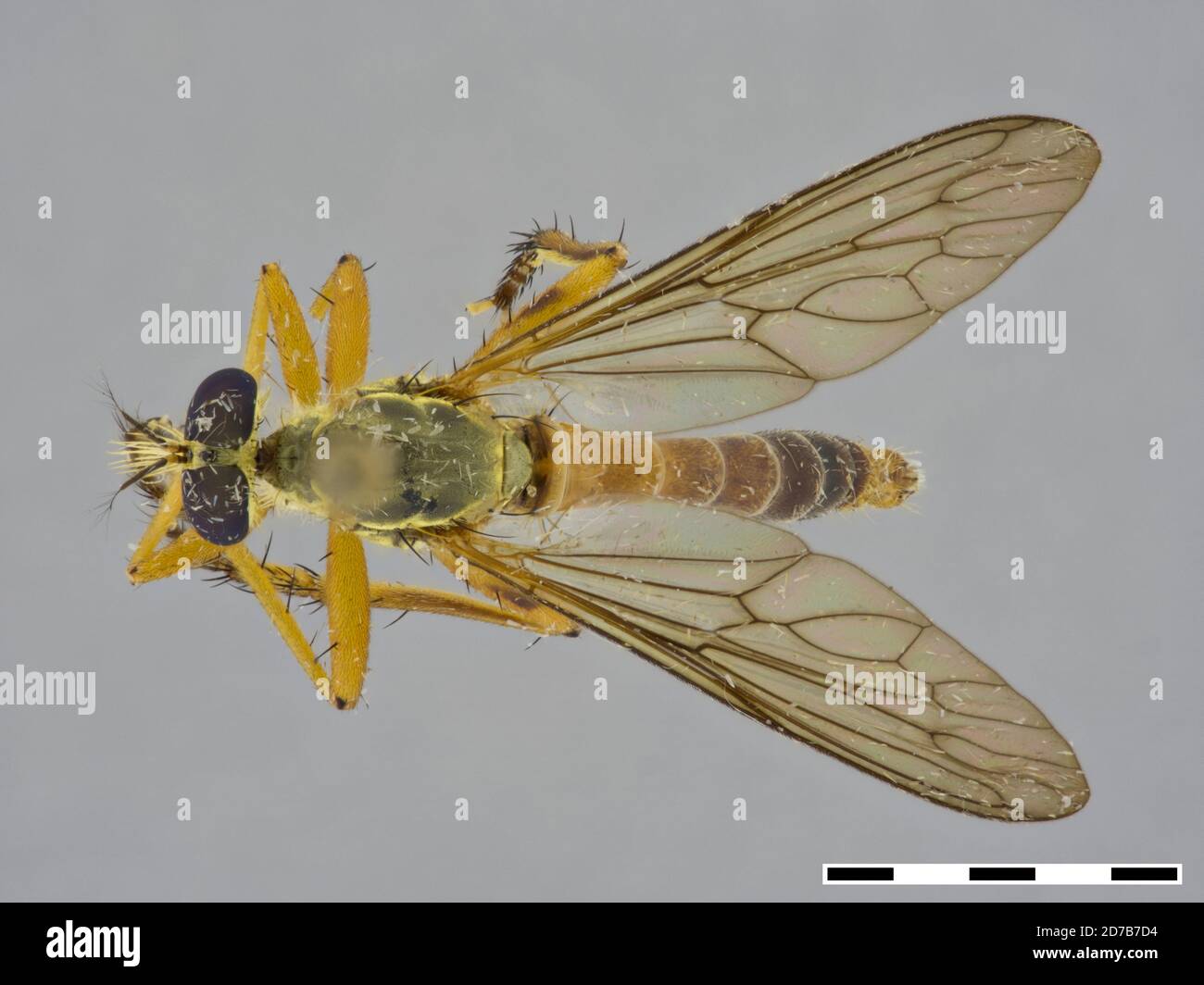 Hasalaka, Kandy, Centre, Sri Lanka, Michotamia fuscifunemorata (Wiedemann, 1828), Animalia, Arthropoda, Insecta, Diptera, Asilidae, Ommatiinae Banque D'Images