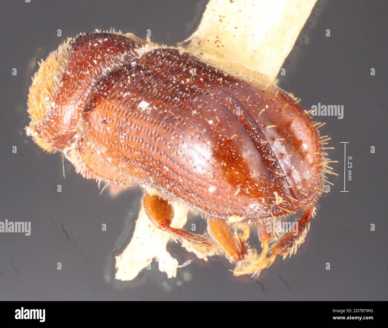 Pinklé, la Sal Mountains, Utah, États-Unis, Pityoborus secundus Blackman, 1928, Animalia, Arthropoda, Insecta, Coleoptera, Curculionidae, Scolytinae Banque D'Images