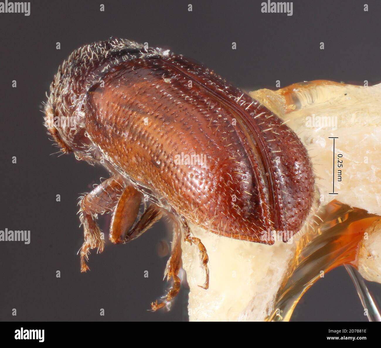 Pinkle, Amecameca, Mex, Distrito Federal, Mexique, Pityophthorus furnissi Bright, 1976, Animalia, Arthropoda, Insecta, Coleoptera, Curculionidae, Scolytinae Banque D'Images