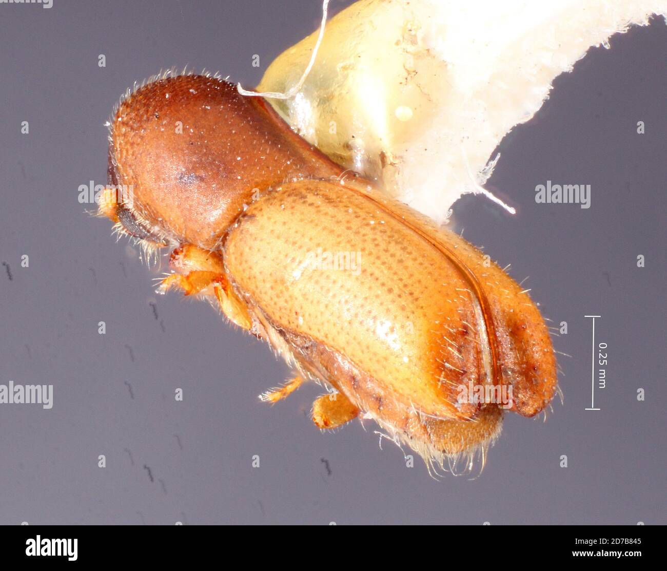 Pinké, Vean Chiriqui, Chiriqui, Panama, Monarthrum proprium Wood, 1974, Animalia, Arthropoda, Insecta, Coleoptera, Curculionidae, Scolytinae Banque D'Images