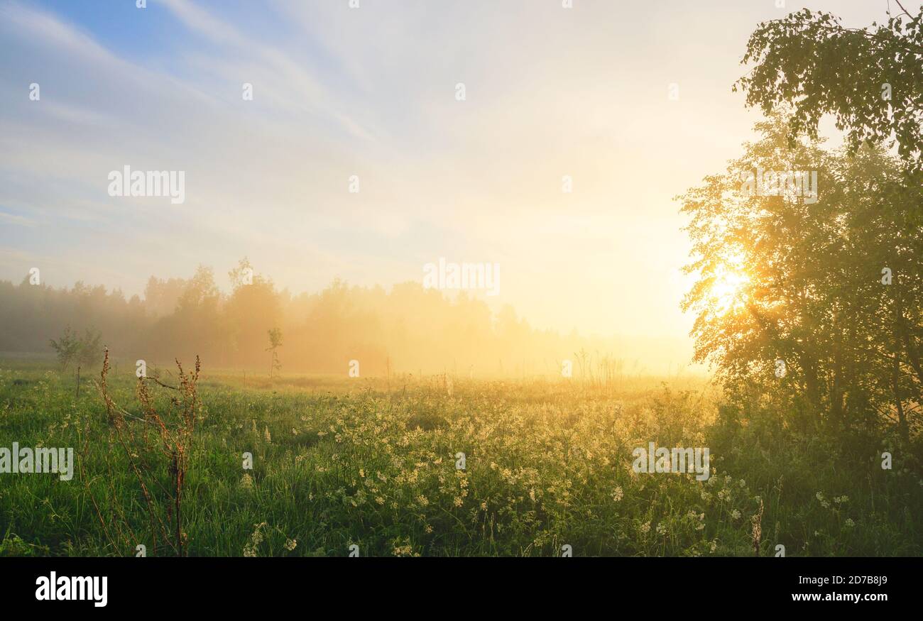 Paysage panoramique d'été brumeux avec une grande pelouse forestière et le soleil brillant à travers les branches de l'arbre Banque D'Images