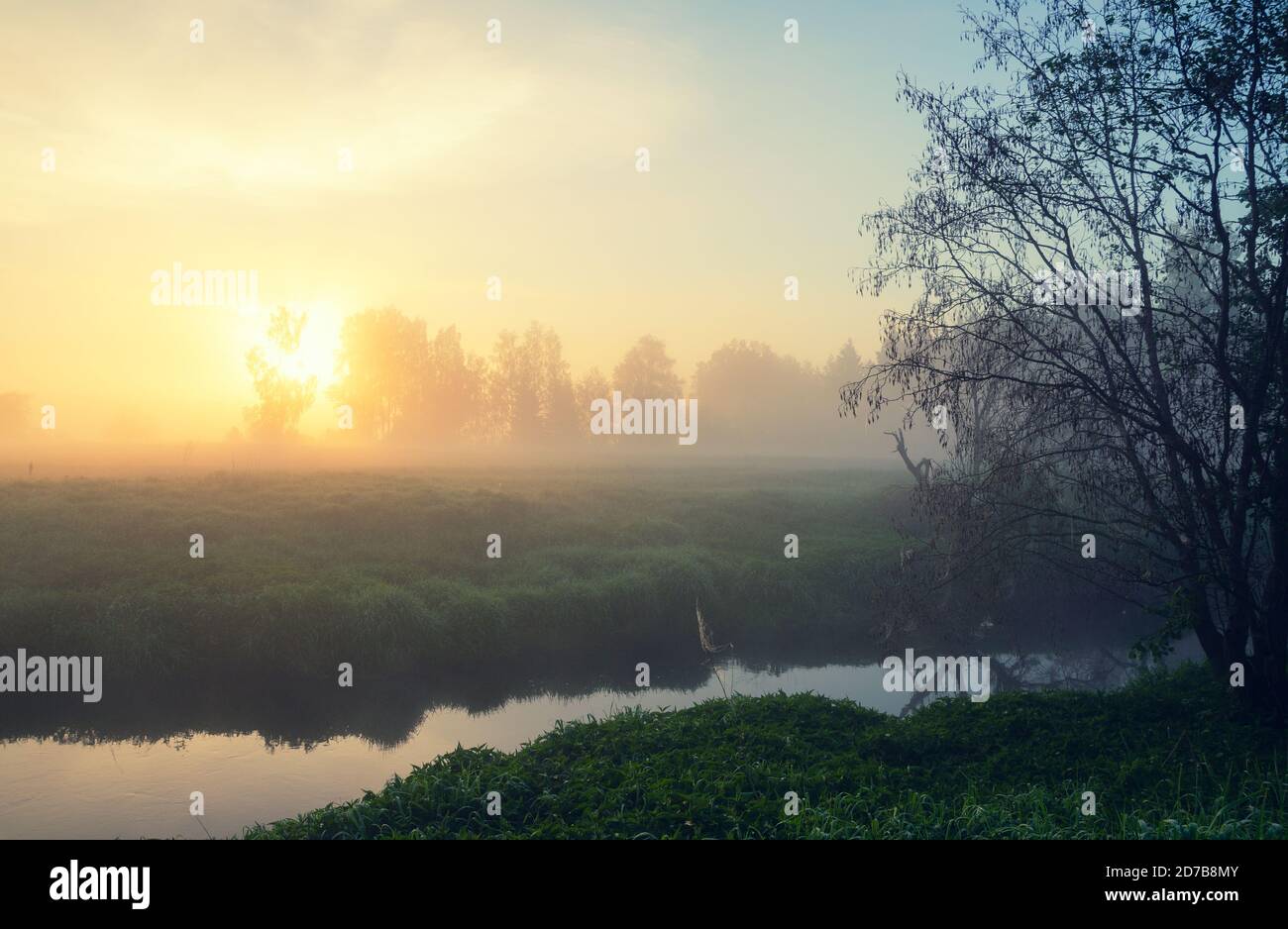 Paysage panoramique d'été féogy et serein avec rivière forestière au lever du soleil. Banque D'Images