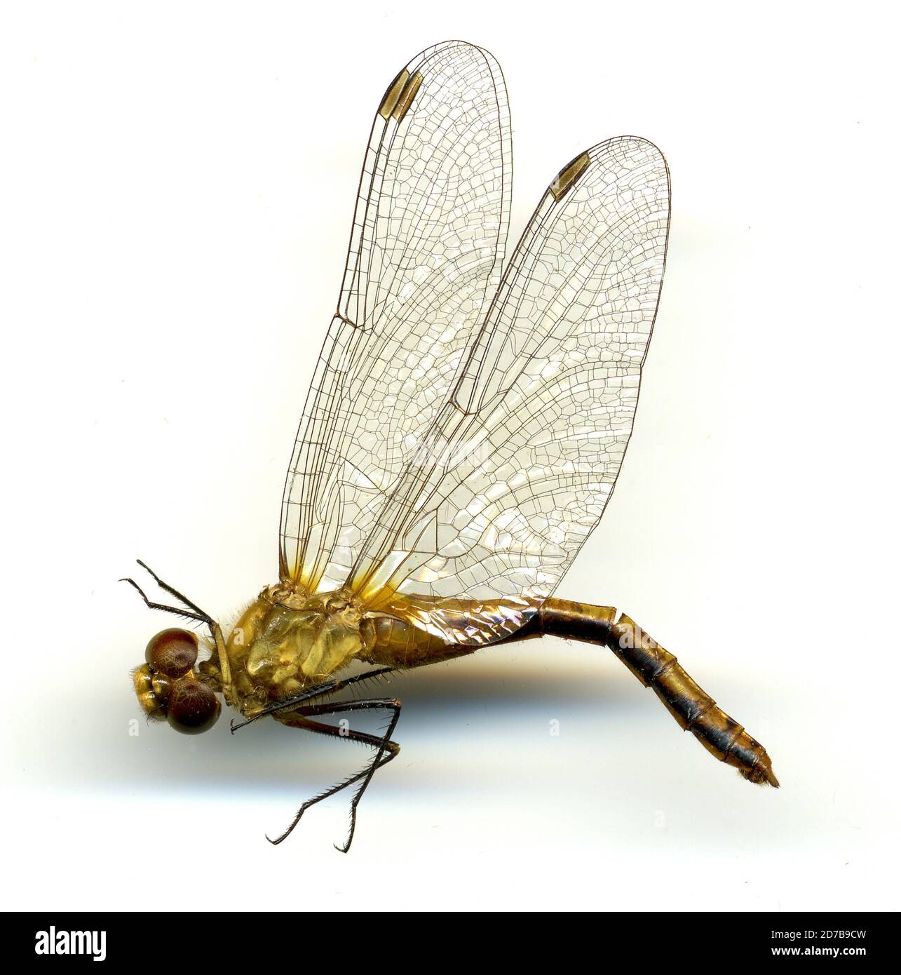 Verona, Oneida, New York, États-Unis, Sympetrum janeae Carle, 1993, Animalia, Arthropoda, Insecta, Odonata, Anisoptera, Libellulidae Banque D'Images