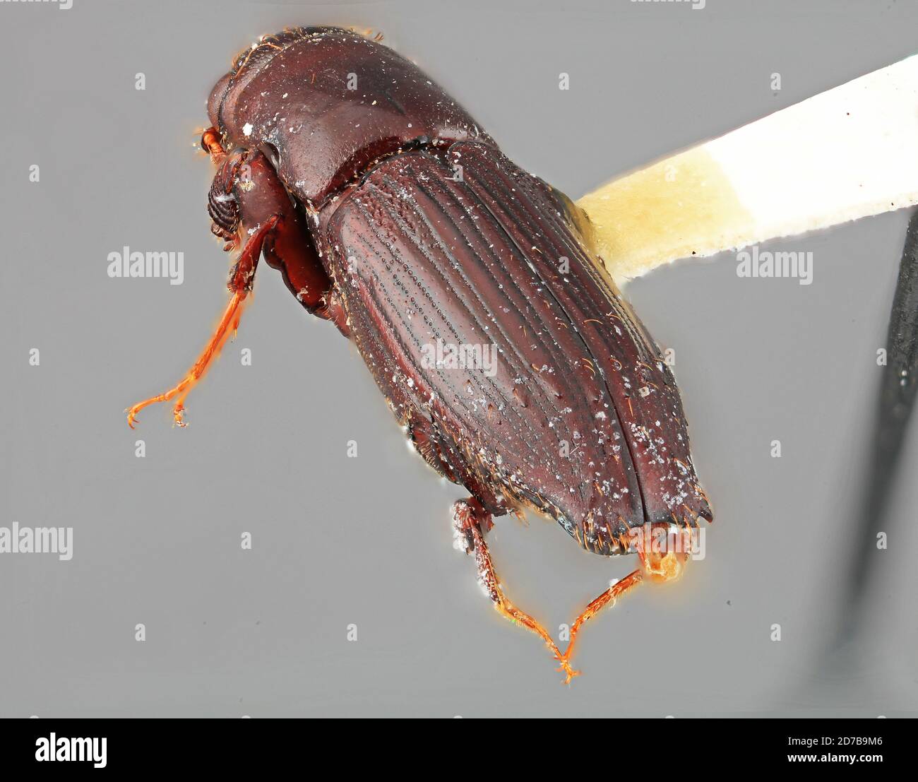 Punaisé, volcan de Chiriqui (Baru), près de Cerro Punta, Chiriqui, Panama, Platypus chiriquensis Wood, 1966, Animalia, Arthropoda, Insecta, Coleoptera, Curculionidae, Platypodinae Banque D'Images