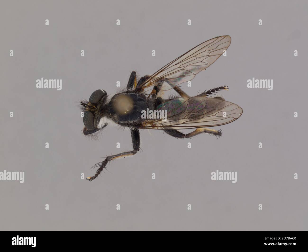 Thaïlande, Astochia lancealata Scarbrough, 2004, Animalia, Arthropoda, Insecta, Diptera, Asilidae, Asilinae Banque D'Images