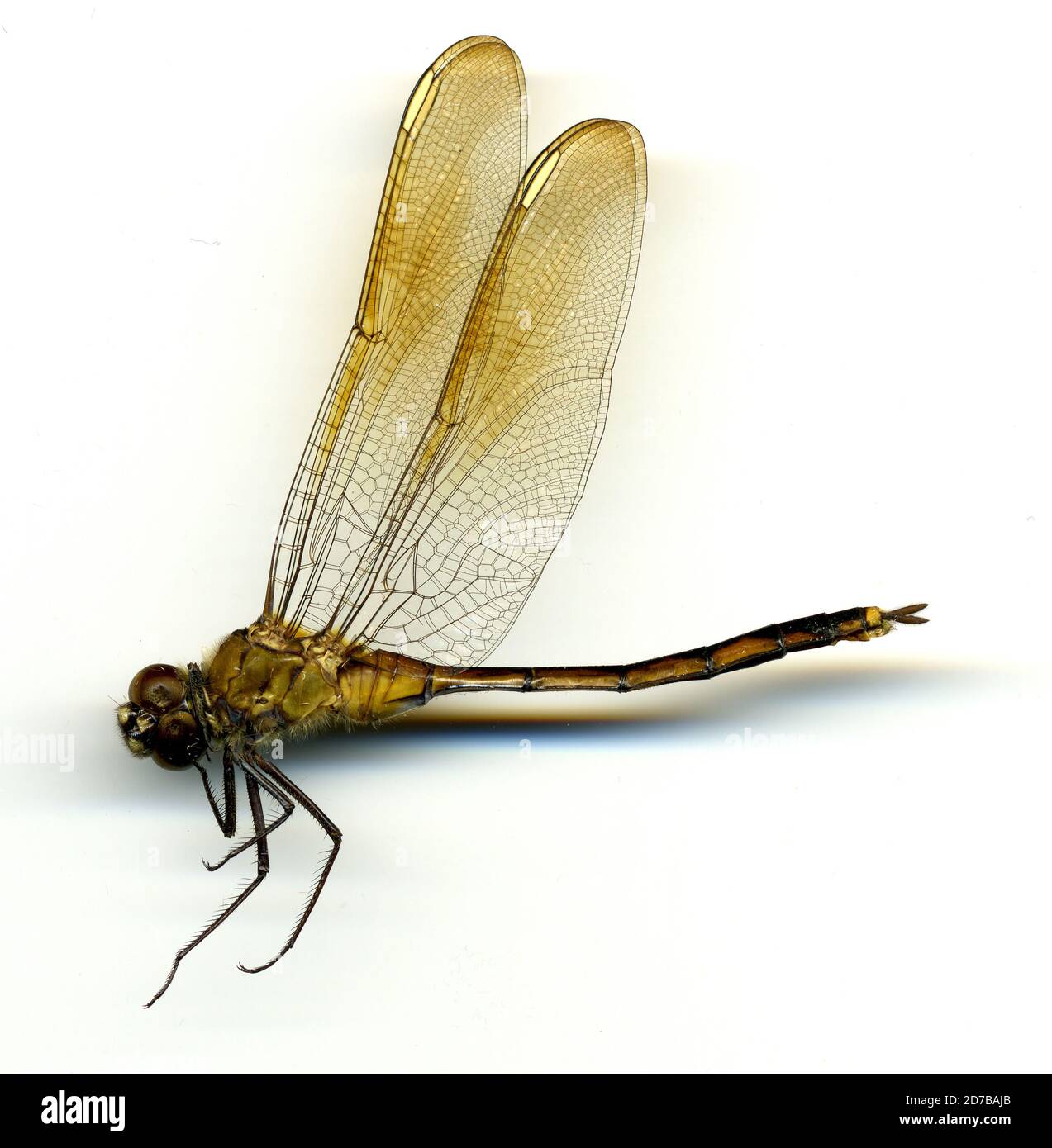 Lac Harris, parc de repos à 3 milles au sud de Leesburg, lac, Floride, États-Unis, Brachymesia gravida (Calvert, 1890), Animalia, Arthropoda, Insecta, Odonata, Anisoptera, Libellulidae Banque D'Images