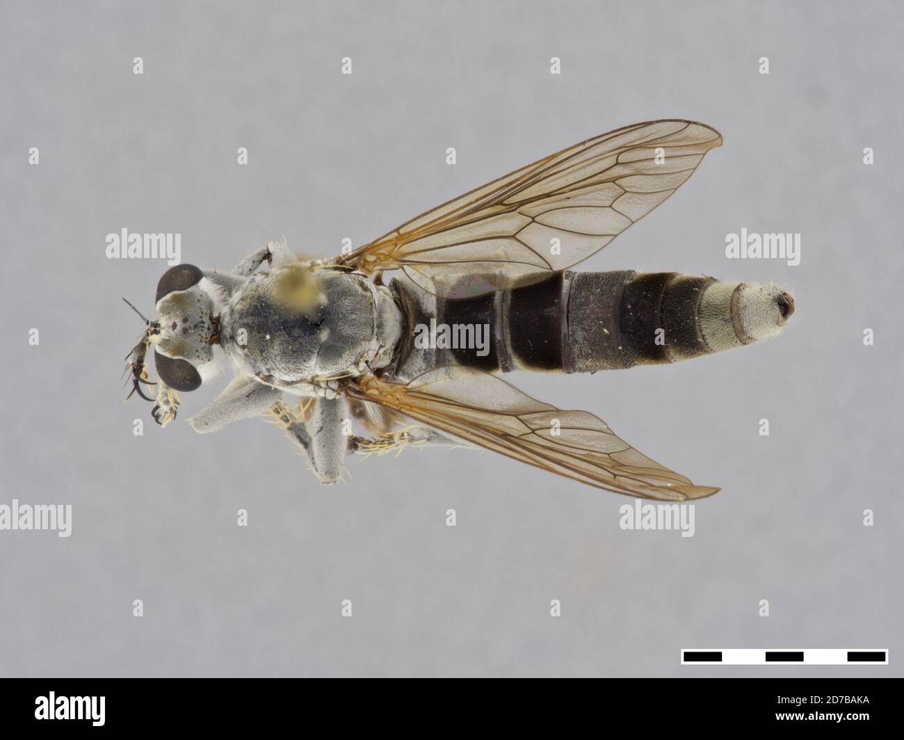 Madison, Texas, États-Unis, Stichopogon trifasciatus Say, 1823, Animalia, Arthropoda, Insecta, Diptera, Asilidae, Stichopogoninae Banque D'Images