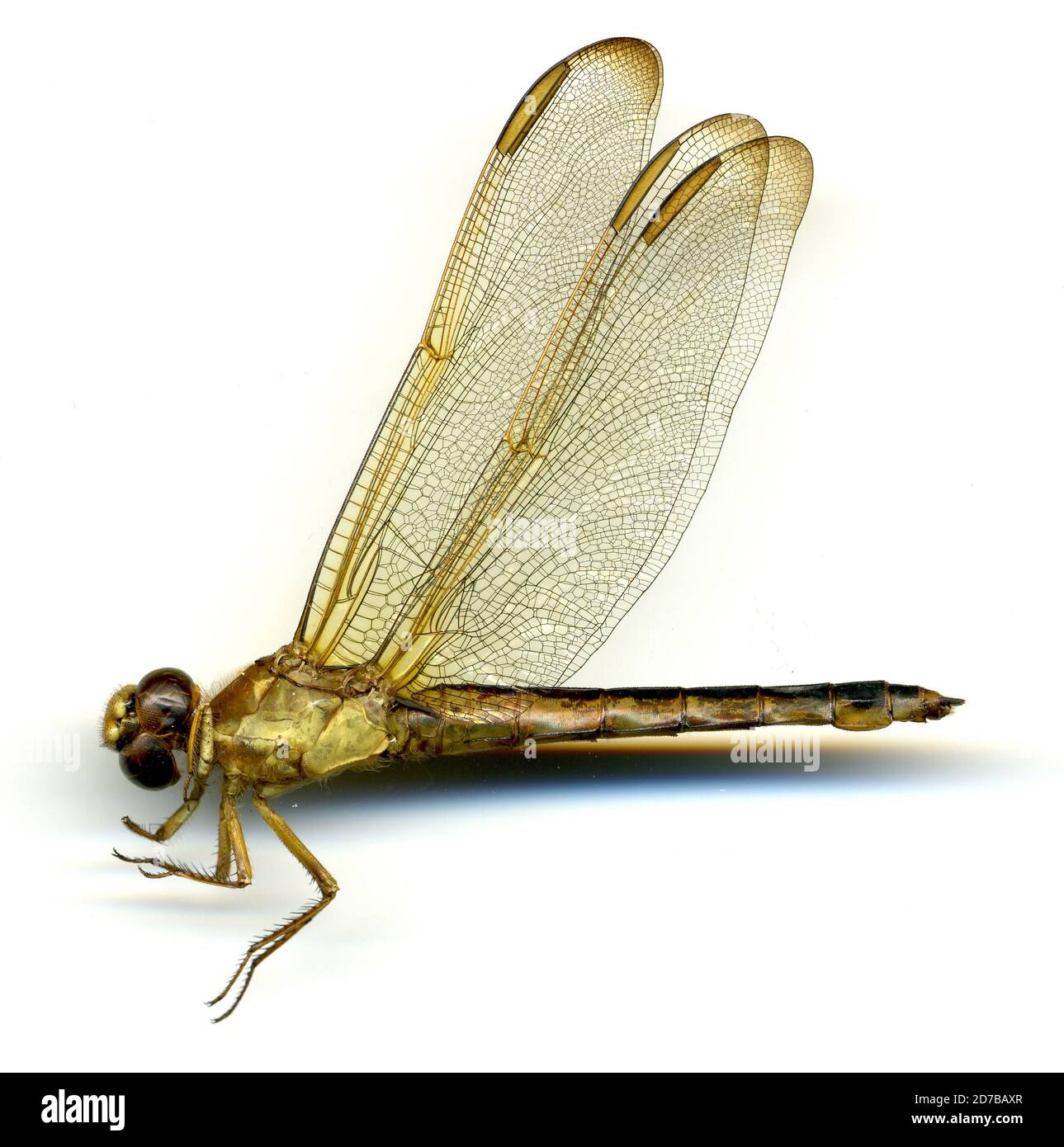 Belle Isle, propriété Woodbury, Lancaster, Virginie, États-Unis, Libellula needhami Westfall, 1943, Animalia, Arthropoda, Insecta, Odonata, Anisoptera, Libellulidae Banque D'Images