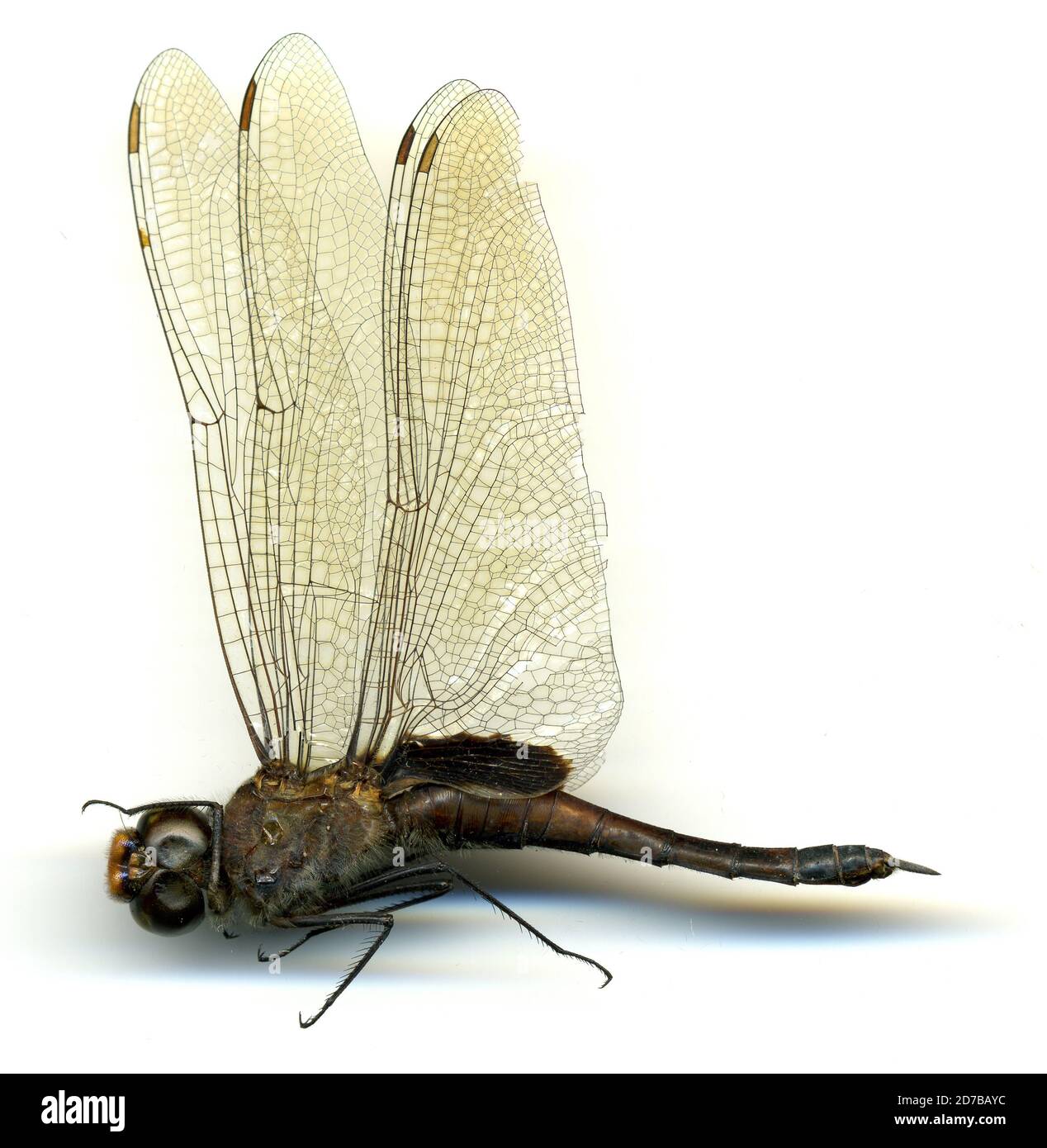 Cano Seco, Restrepo, Meta, Colombie, Tramea binotata (Rambur, 1842), Animalia, Arthropoda, Insecta, Odonata, Anisoptera, Libellulidae Banque D'Images